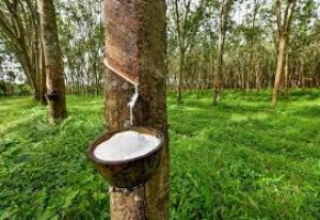 SCOPE OF RUBBER INDUSTRY IN THE NORTH EASTERN REGION OF INDIA